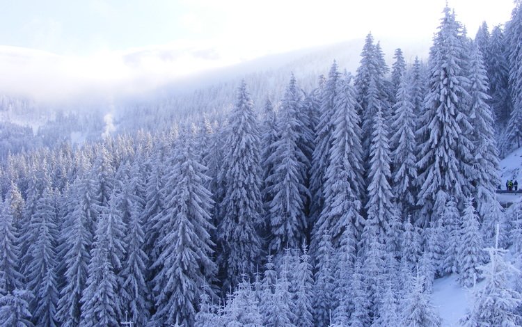 лес, зима, forest, winter