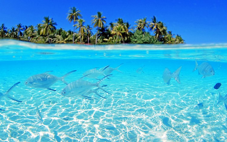 рыбы, остров, тропики, мальдивы, fish, island, tropics, the maldives