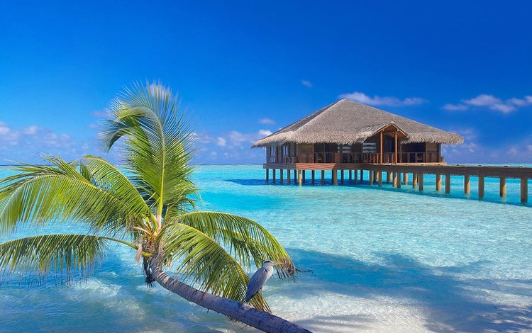 бунгало, тропики, мальдивы, bungalow, tropics, the maldives