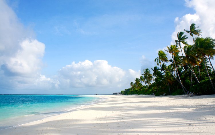 пляж, тропики, beach, tropics