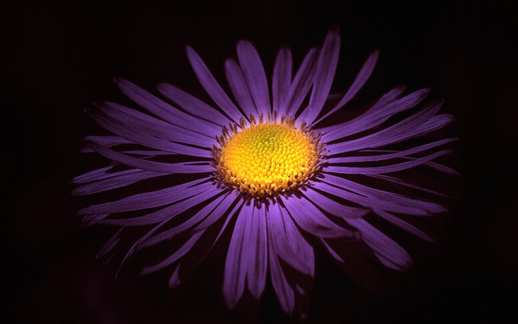фиолетовый цветок, purple flower