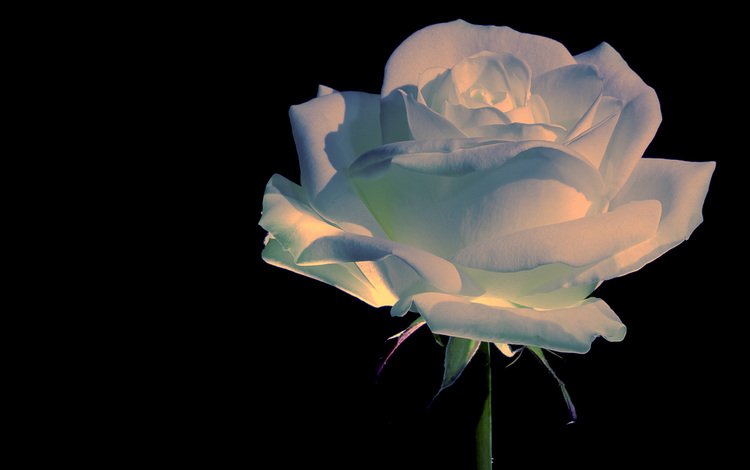 роза, прекрасный цветок, rose, beautiful flower