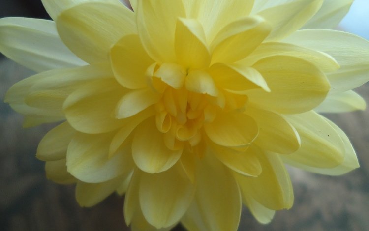 крупный план, хризантема, close-up, chrysanthemum