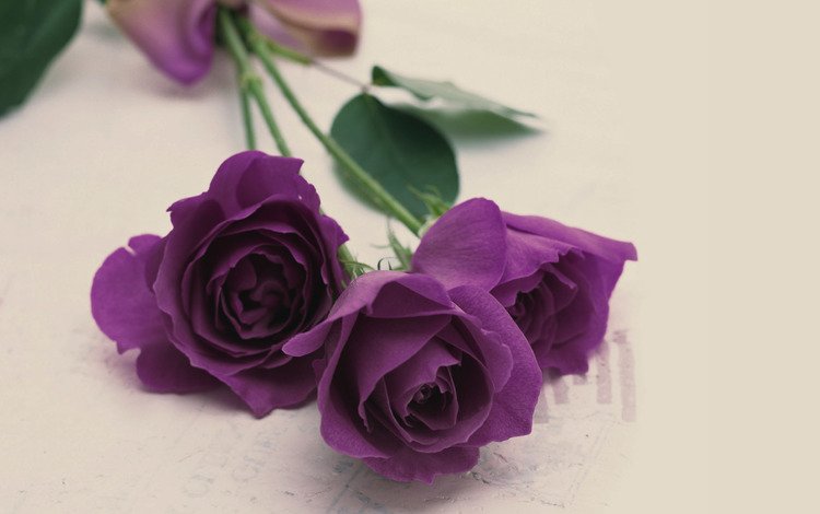 розы, букет, фиолетовый цвет, roses, bouquet, the color purple