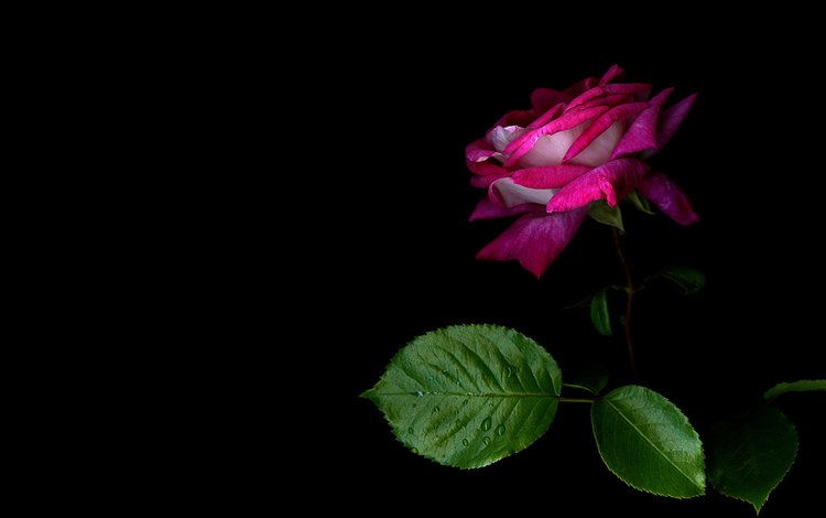 роза, красота на рабочий стол, rose, beauty to your desktop
