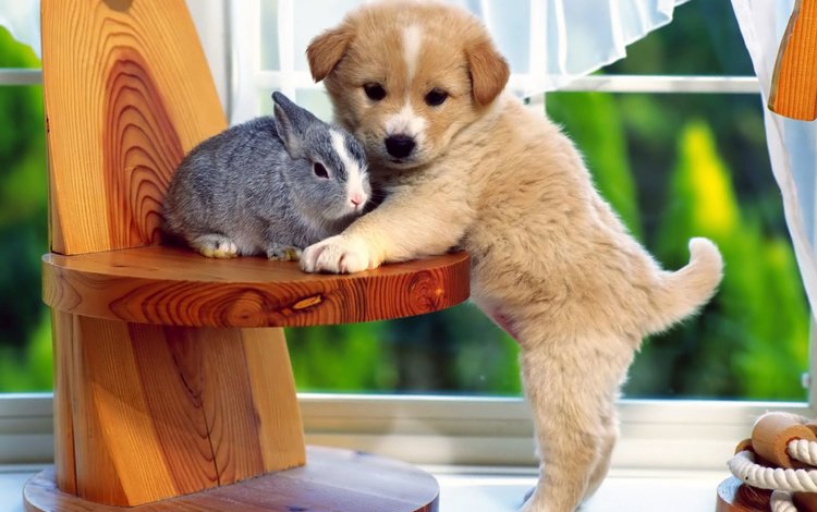 собака, щенок, кролик, дружба, друзья, крольчонок, dog, puppy, rabbit, friendship, friends