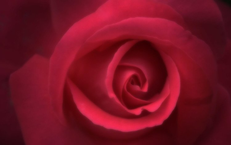 красная роза, для рабочего стола, red rose, for your desktop