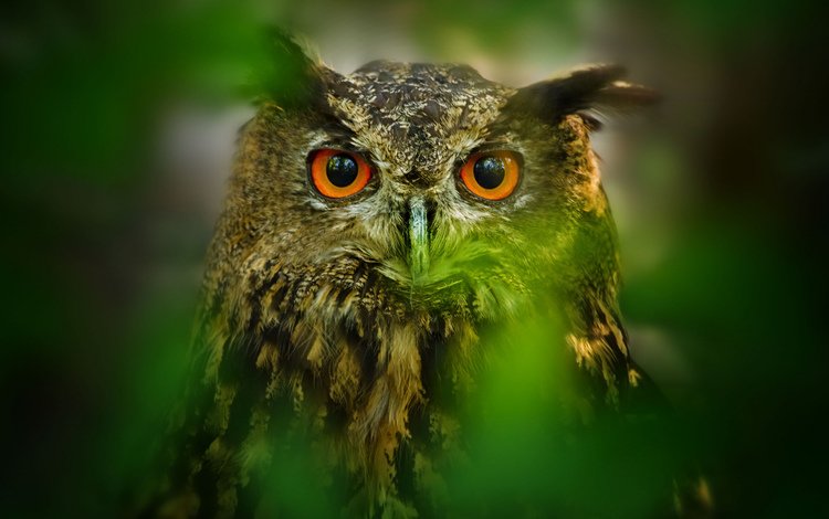 глаза, сова, листья, размытость, птица, eyes, owl, leaves, blur, bird