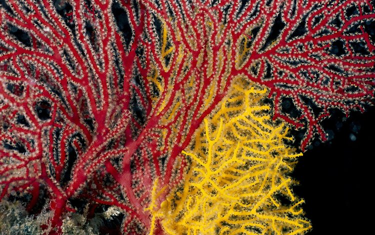 желтый, красный, кораллы, подводный мир, коралловый риф, yellow, red, corals, underwater world, coral reef