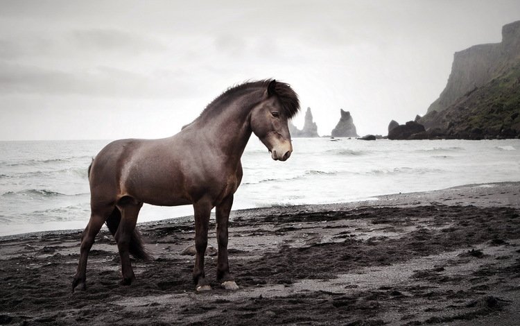 лошадь, природа, море, конь, исландский жеребец, horse, nature, sea, icelandic stallion