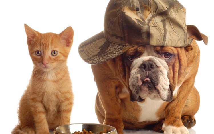 животные, котенок, друзья, кепка, бульдог, миска, кошка. собака, animals, kitty, friends, cap, bulldog, bowl, cat. dog