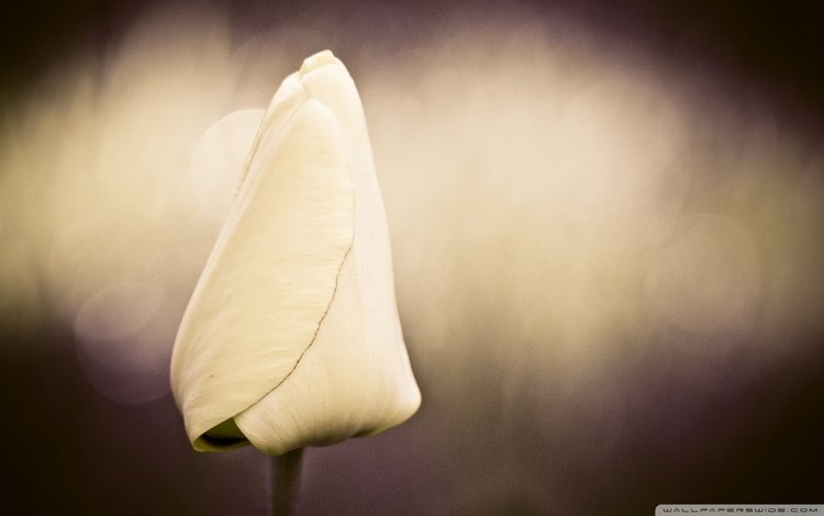 белый, бутон, тюльпан, cvetok, tyulpan, buton, нераскрывшийся бутон, white, bud, tulip, unopened bud