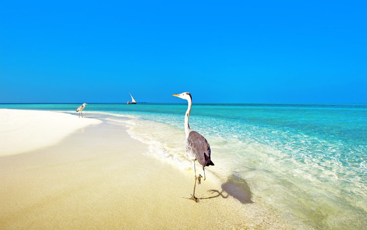 море, пляж, тропики, птички, мальдивы, sea, beach, tropics, birds, the maldives