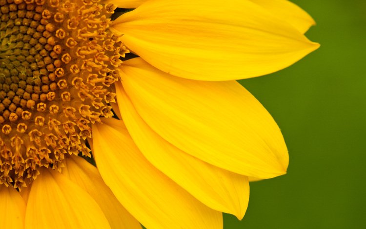 цветок, лепестки, подсолнух, крупным планом, flower, petals, sunflower, closeup