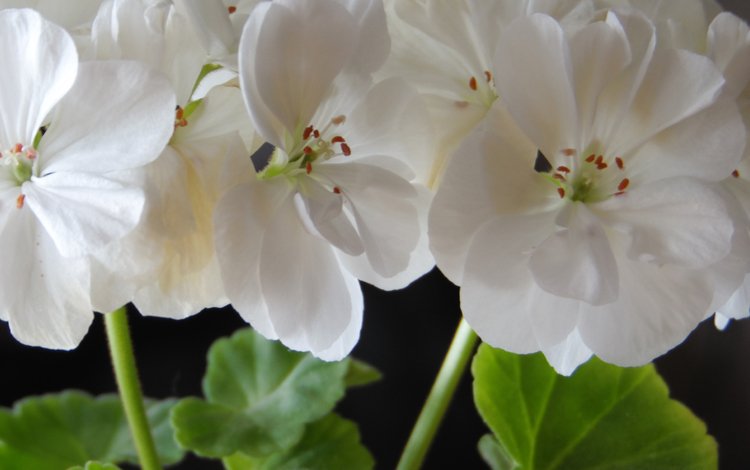крупный план, комнатный цветок, белая герань, close-up, flower room, white geraniums