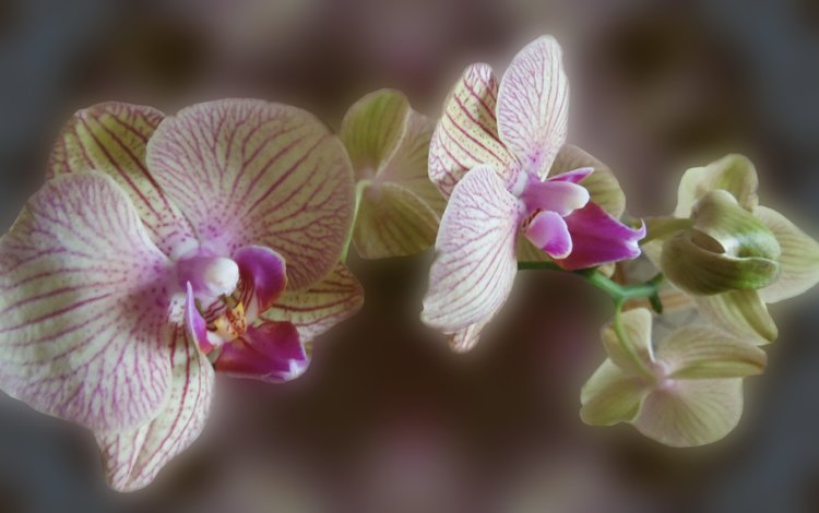 орхидея, цветок на рабочий стол, orchid, the flower on the desk