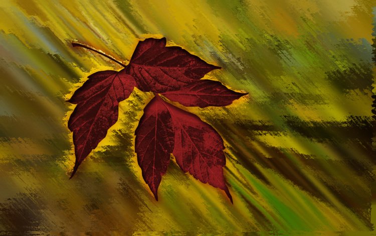 кленовый лист, осенний цвет, maple leaf, autumn color