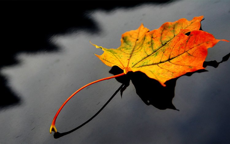 лист, солнечный день, осенний колор, sheet, sunny day, autumn color