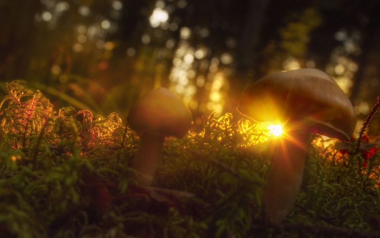 трава, солнце, макро, лучи, грибы, grass, the sun, macro, rays, mushrooms