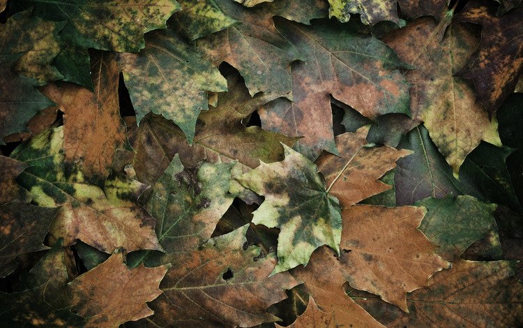 текстура, листья, texture, leaves