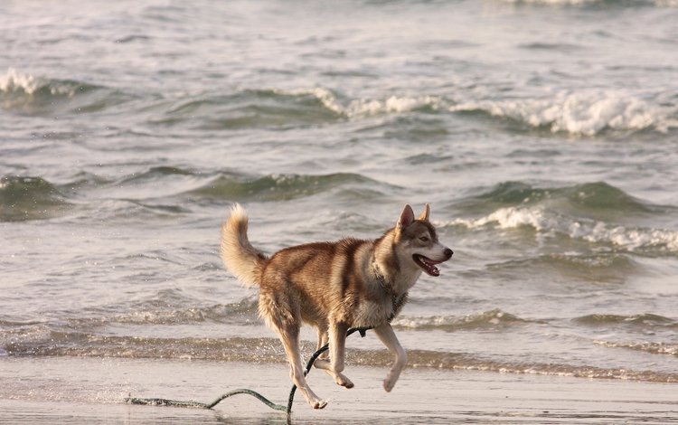 берег, море, собака, хаски, бег, поводок, shore, sea, dog, husky, running, leash