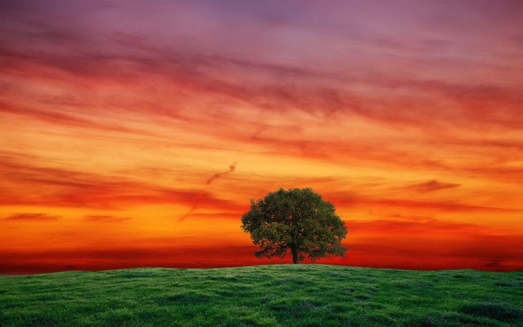 небо, трава, дерево, закат, пейзаж, поле, the sky, grass, tree, sunset, landscape, field