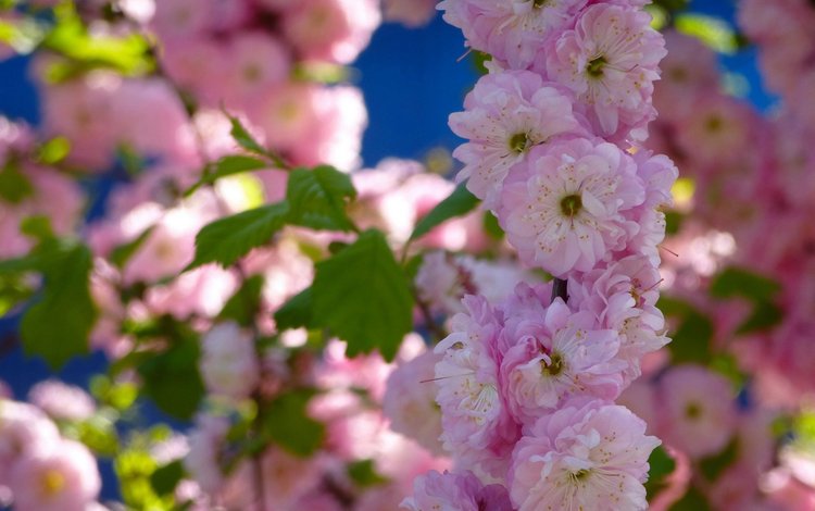 цветы, макро, лепестки, весна, сакура, цветние, flowers, macro, petals, spring, sakura, cvetnie