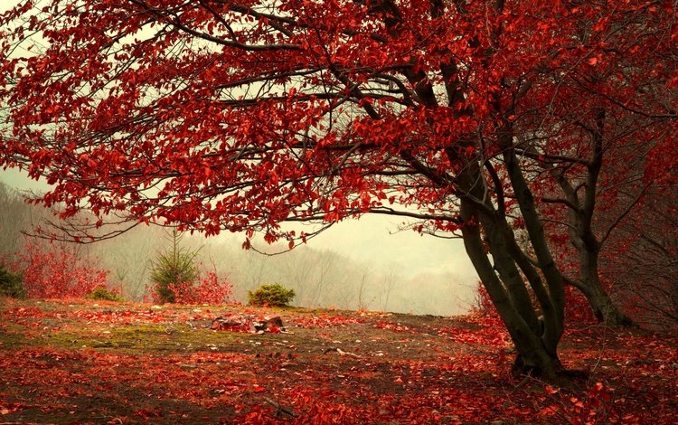 дерево, лес, листья, пейзаж, туман, листва, осень, красные, tree, forest, leaves, landscape, fog, foliage, autumn, red