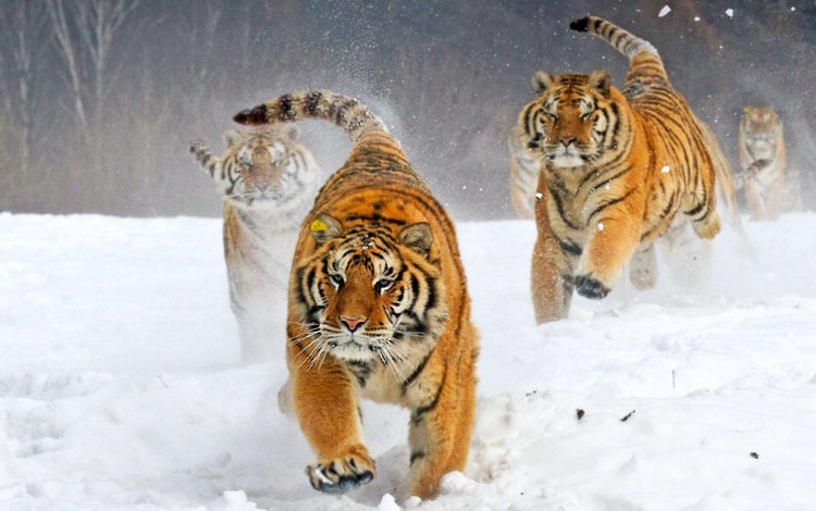 тигр, зима, бегут, tiger, winter, run