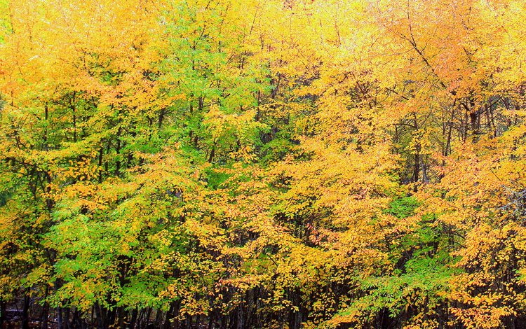 деревья, природа, желтый, листья, листва, осень, trees, nature, yellow, leaves, foliage, autumn