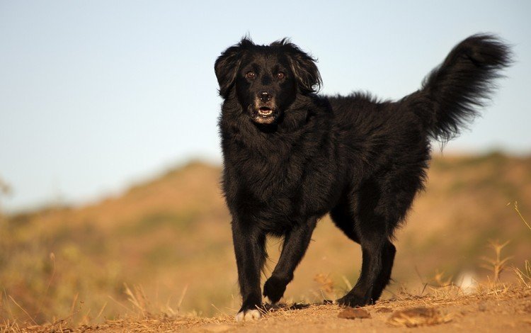 взгляд, черный, собака, пес, look, black, dog