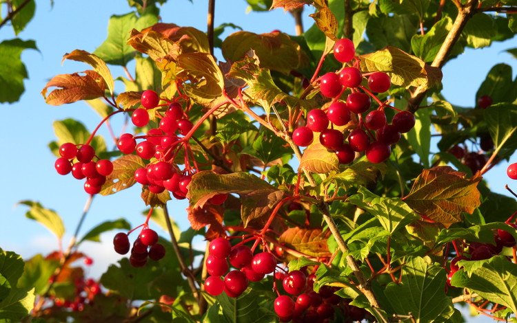 листья, ветки, ягода, красная, осень, калина, leaves, branches, berry, red, autumn, kalina