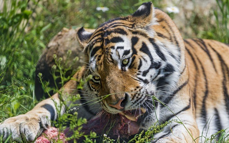тигр, трава, лето, клыки, хищник, большая кошка, мясо, амурский тигр, tiger, grass, summer, fangs, predator, big cat, meat, the amur tiger
