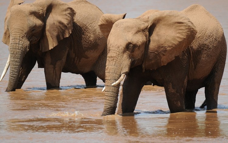 вода, слон, слоны, водопой, хобот, water, elephant, elephants, drink, trunk