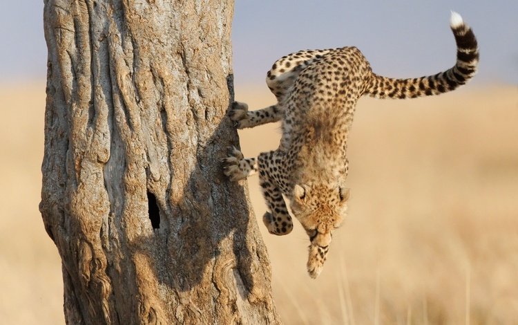 дерево, лапы, леопард, когти, гепард, саванна, гепард в прыжке, tree, paws, leopard, claws, cheetah, savannah, cheetah jump