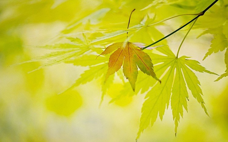 свет, природа, листья, листва, осень, light, nature, leaves, foliage, autumn