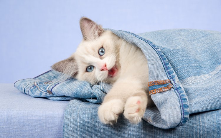 кошка, взгляд, котенок, джинсы, голубые глаза, cat, look, kitty, jeans, blue eyes