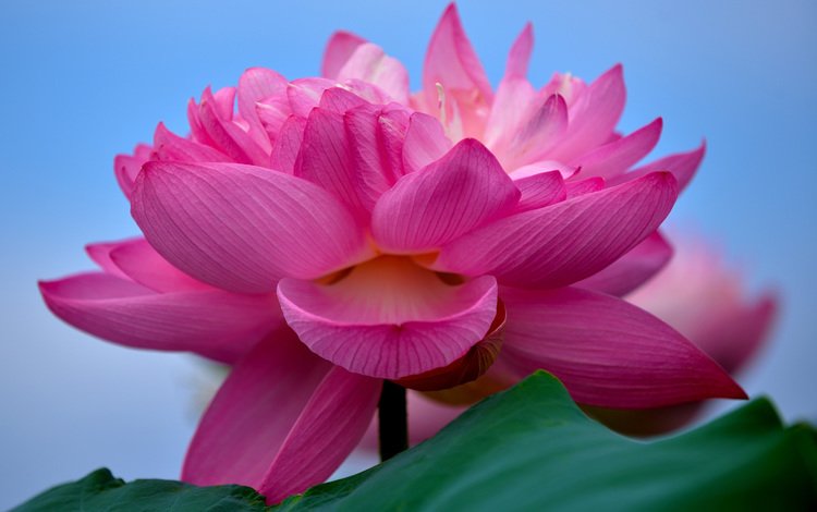 макро, цветок, лотос, розовый лотос, macro, flower, lotus, pink lotus