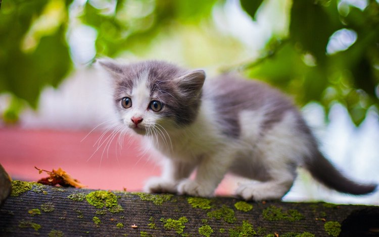 кошка, взгляд, котенок, мох, малыш, наблюдает, cat, look, kitty, moss, baby, watching