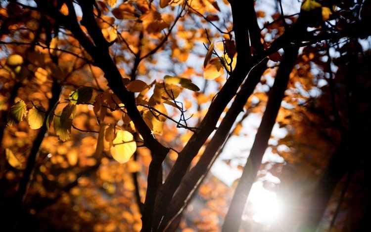 дерево, листья, макро, ветки, осень, tree, leaves, macro, branches, autumn