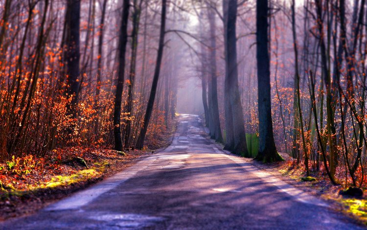 свет, дорога, деревья, туман, осень, light, road, trees, fog, autumn