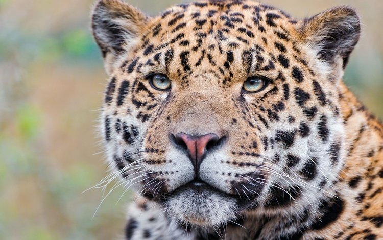 морда, взгляд, леопард, хищник, ягуар, ягуа́р, face, look, leopard, predator, jaguar
