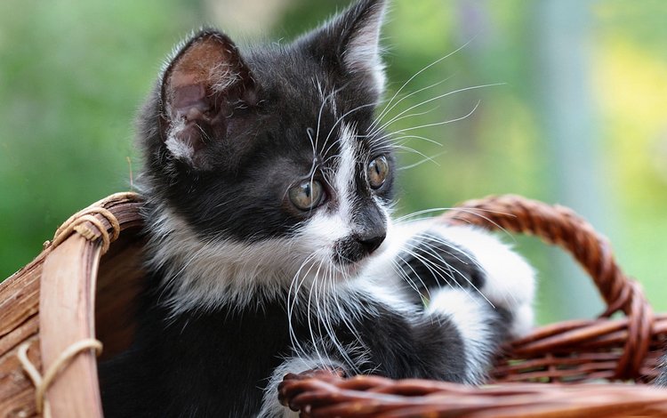 фон, взгляд, котенок, кошки, чёрно-белый, корзинка, background, look, kitty, cats, black and white, basket