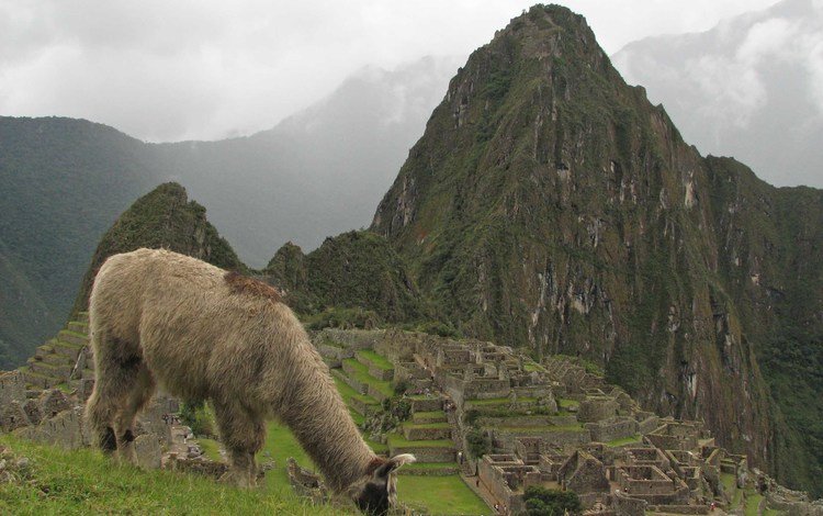 животные, руины, лама, мачу пикчу, древнейших руин, альпака, animals, ruins, lama, machu picchu, ancient ruins, alpaca
