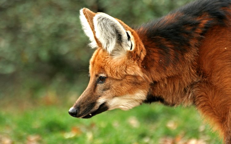 животные, лиса, хищник, охота, гривистый волк, гуара, animals, fox, predator, hunting, the maned wolf, guara