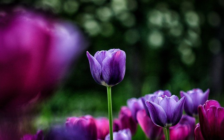 цветы, весна, тюльпаны, фиолетовые, flowers, spring, tulips, purple