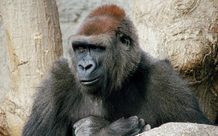 взгляд, обезьяна, горилла, примат, look, monkey, gorilla, the primacy of