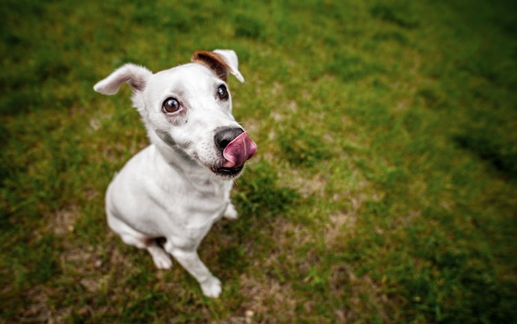трава, взгляд, собака, нос, белая, язычок, джек-рассел-терьер, grass, look, dog, nose, white, tongue, jack russell terrier