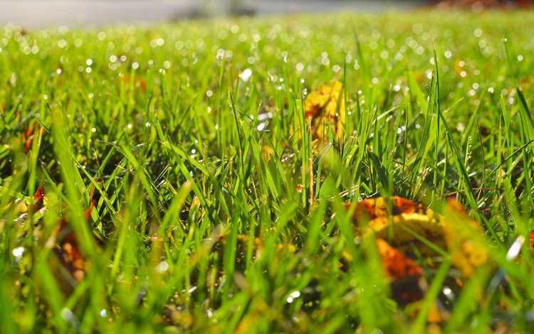 трава, листья, роса, капли, осень, размытость, grass, leaves, rosa, drops, autumn, blur