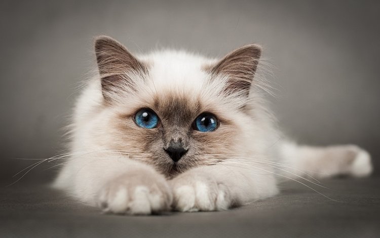 кошка, голубые глаза, киска, пушистая, сиамская, cat, blue eyes, pussy, fluffy, siamese